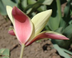 Tulipa clusiana