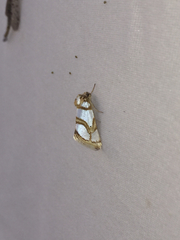 Argentostiria koebelei