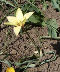 Tulipa clusiana