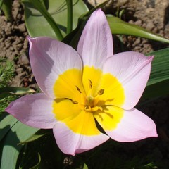 Tulipa saxatilis