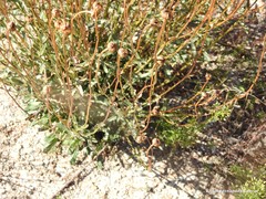 Leucanthemum pallens