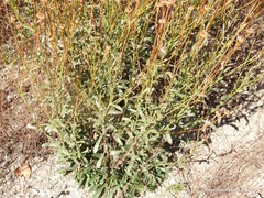 Leucanthemum pallens