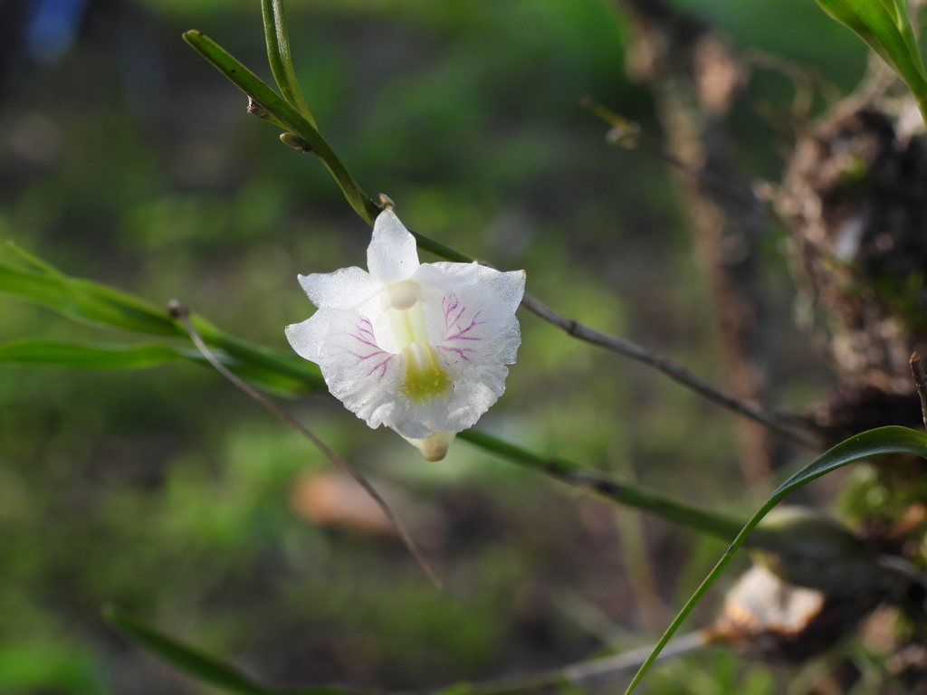 Dendrobium linearifolium Teijsm. & Binn.