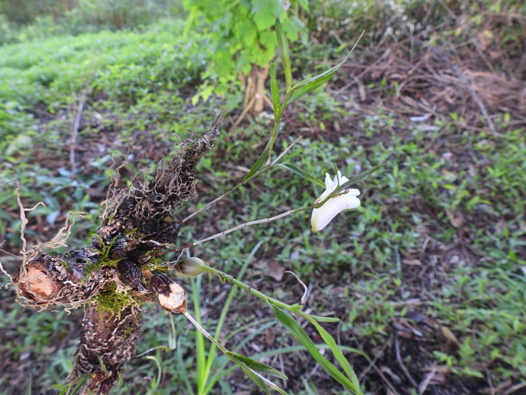 Dendrobium linearifolium Teijsm. & Binn. 2