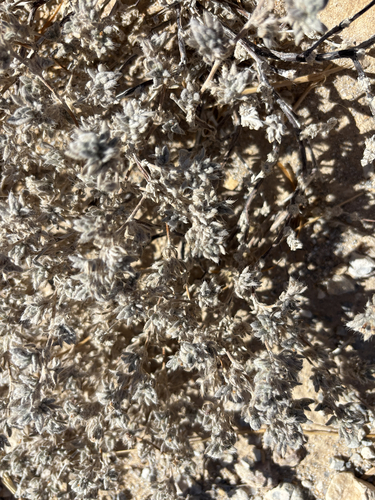 Plumed Crinklemat
