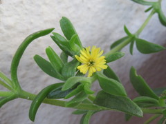 Delosperma rogersii