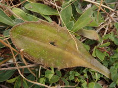 Plantago spathulata
