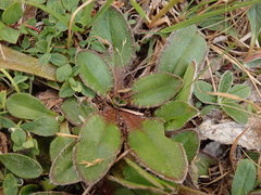 Plantago spathulata