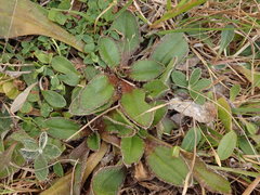 Plantago spathulata