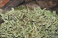 Cladonia rigida