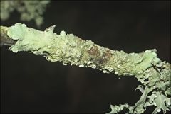 Flavoparmelia rutidota