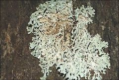 Hypogymnia subphysodes