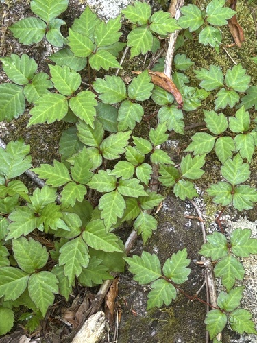 Toxicodendron orientale, photograph 6
