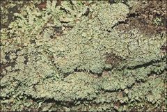 Neophyllis melacarpa