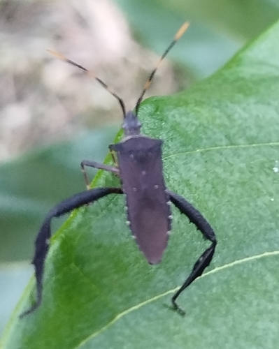 Citron Bug