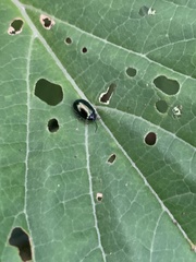 Hemipyxis flaviabdominalis