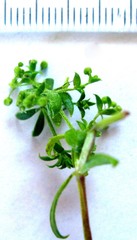 Galium tomentosum