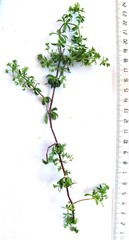 Galium tomentosum