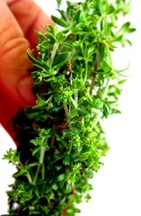 Galium tomentosum