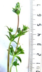 Galium tomentosum