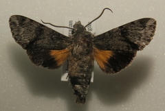 Cautethia yucatana