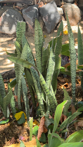 Dracaena trifasciata, 2026-05-18