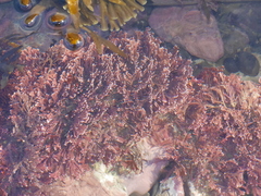 Arthrocardia corymbosa