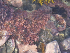 Arthrocardia corymbosa