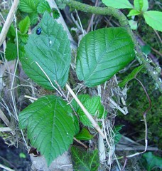 Rubus adenanthoides