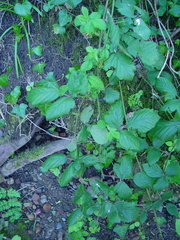 Rubus adenanthoides