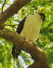 Accipiter striatus chionogaster