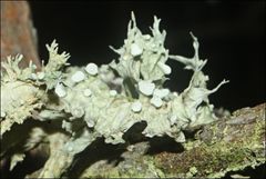 Ramalina inflata