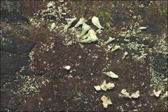 Thysanothecium scutellatum