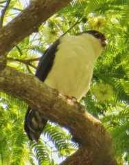 Accipiter striatus chionogaster