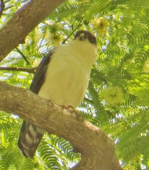 Accipiter striatus chionogaster