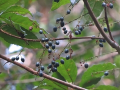 Elaeocarpus grahamii