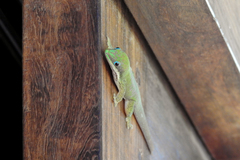 Phelsuma dubia