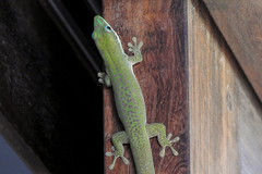 Phelsuma dubia