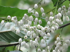 Elaeocarpus grahamii