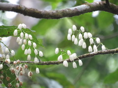Elaeocarpus grahamii