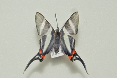 Rhetus arcius