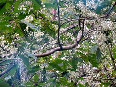 Elaeocarpus grahamii