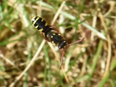 Nomada fulvicornis