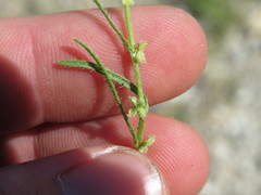 Pectocarya heterocarpa