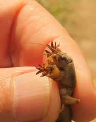 Neoscapteriscus mexicanus