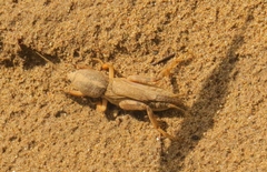 Neoscapteriscus mexicanus
