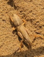 Neoscapteriscus mexicanus