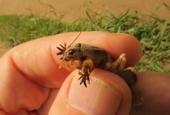 Neoscapteriscus mexicanus