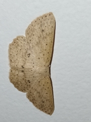 Cyclophora turneri