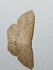 Cyclophora turneri